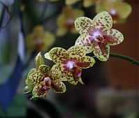 orquideas_2010_188.jpg