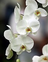 Nombre del archivo=orquideas_2010_191.jpg
Tamaño del archivo=1555Kb
Dimensiones=1571x2000
Fecha añadida=02 de Diciembre de 14 orquideas_2010_191.jpg