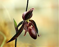 Nombre del archivo=orquideas_2010_200.jpg
Tamaño del archivo=1814Kb
Dimensiones=2000x1571
Fecha añadida=02 de Diciembre de 14 orquideas_2010_200.jpg