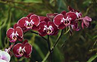 Nombre del archivo=orquideas_2010_201.jpg
Tamaño del archivo=1185Kb
Dimensiones=2000x1294
Fecha añadida=02 de Diciembre de 14 orquideas_2010_201.jpg