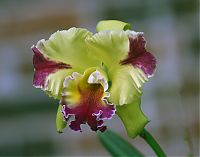 Nombre del archivo=orquideas_2010_209.jpg
Tamaño del archivo=1486Kb
Dimensiones=1800x1414
Fecha añadida=02 de Diciembre de 14 orquideas_2010_209.jpg