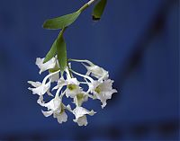 Nombre del archivo=orquideas_2010_210.jpg
Tamaño del archivo=144Kb
Dimensiones=2048x1609
Fecha añadida=02 de Diciembre de 14 orquideas_2010_210.jpg