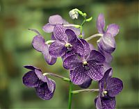 Nombre del archivo=orquideas_2010_212.jpg
Tamaño del archivo=1532Kb
Dimensiones=1850x1454
Fecha añadida=02 de Diciembre de 14 orquideas_2010_212.jpg