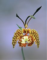 Nombre del archivo=orquideas_2010_218.jpg
Tamaño del archivo=1535Kb
Dimensiones=1414x1800
Fecha añadida=02 de Diciembre de 14 orquideas_2010_218.jpg