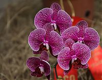 orquideas_2010_219.jpg