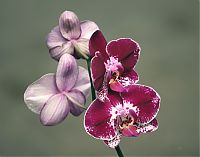 Nombre del archivo=orquideas_2010_220.jpg
Tamaño del archivo=1440Kb
Dimensiones=1850x1454
Fecha añadida=02 de Diciembre de 14 orquideas_2010_220.jpg