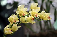 Nombre del archivo=orquideas_2010_223.jpg
Tamaño del archivo=1022Kb
Dimensiones=1850x1197
Fecha añadida=02 de Diciembre de 14 orquideas_2010_223.jpg