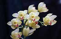 orquideas_2010_227.jpg