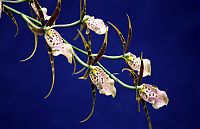 Nombre del archivo=orquideas_2010_236.jpg
Tamaño del archivo=1360Kb
Dimensiones=2000x1294
Fecha añadida=02 de Diciembre de 14 orquideas_2010_236.jpg