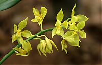 Nombre del archivo=orquideas_2010_237.jpg
Tamaño del archivo=1130Kb
Dimensiones=1850x1197
Fecha añadida=02 de Diciembre de 14 orquideas_2010_237.jpg