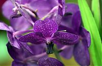 orquideas_2010_251.jpg