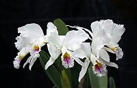 Nombre del archivo=orquideas_2010_255.jpg
Tamaño del archivo=1053Kb
Dimensiones=2000x1294
Fecha añadida=02 de Diciembre de 14 orquideas_2010_255.jpg