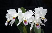 orquideas_2010_255.jpg