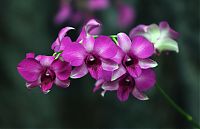 Nombre del archivo=orquideas_2010_274.jpg
Tamaño del archivo=144Kb
Dimensiones=2048x1325
Fecha añadida=02 de Diciembre de 14 orquideas_2010_274.jpg