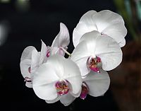 Nombre del archivo=orquideas_2010_275.jpg
Tamaño del archivo=147Kb
Dimensiones=2048x1609
Fecha añadida=02 de Diciembre de 14 orquideas_2010_275.jpg