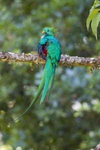 Nombre del archivo=quetzalTALAMANCA.jpg
Tamaño del archivo=726Kb
Dimensiones=1000x1500
Fecha añadida=28 de Marzo de 17 quetzalTALAMANCA.jpg